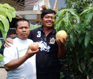 penangkar mangga