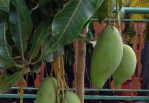 Pelatihan Tabulampot Banjir Buah pelatihan tabulampot