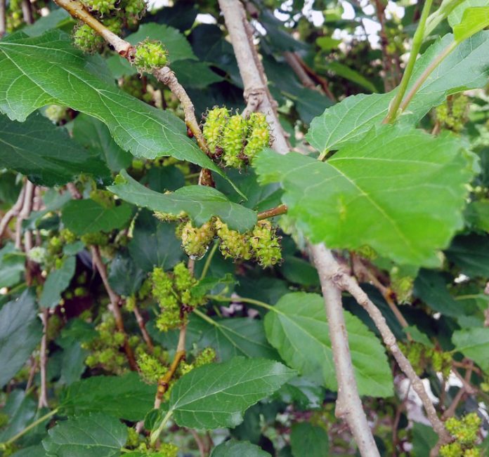 daun murbei