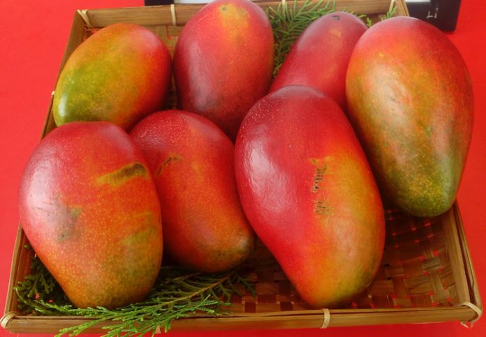 mangga garifta mangga garifta