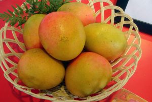 mangga gedongincu