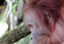 Belajar Dari Orangutan orangutan