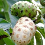 Mengkudu Atasi Endometriosis