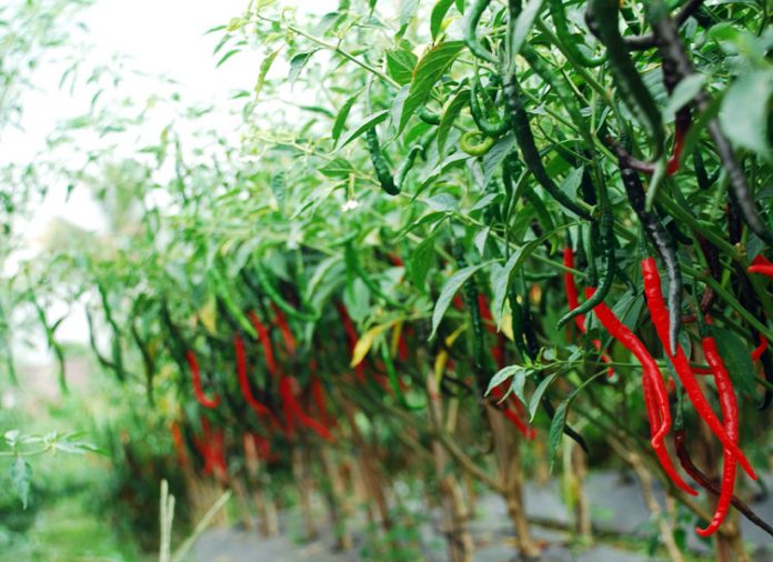 cabai merah cabai merah