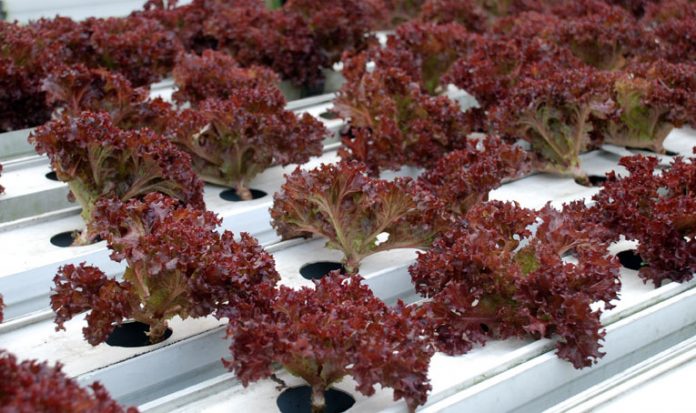 tanaman hidroponik tanaman hidroponik