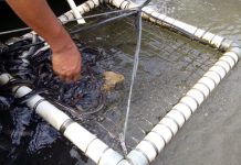 Pelatihan Sukses Pembesaran Sidat (2) pelatihan pembesaran sidat