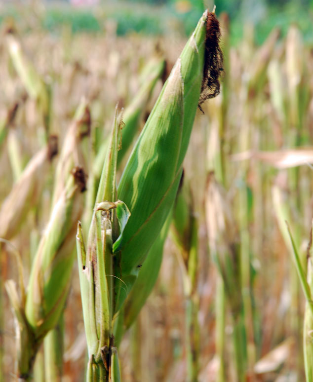tongkol jagung tongkol jagung