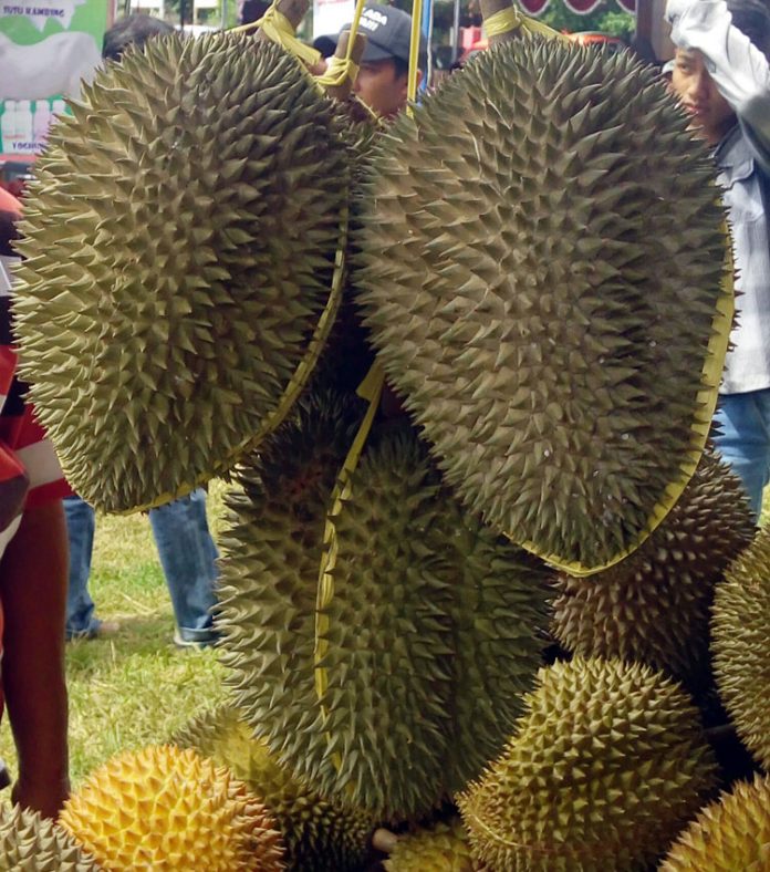 durian brongkol