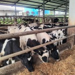 sapi