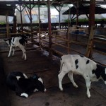 sapi