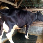 sapi