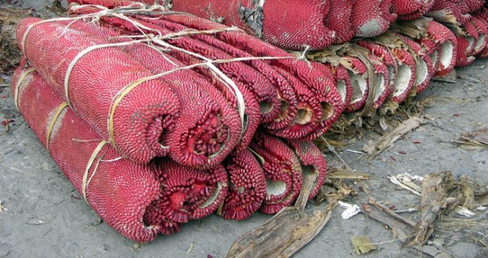 buah merah buah merah