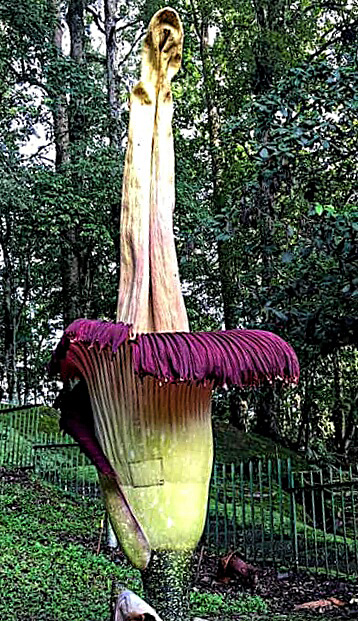 bunga bangkai bunga bangkai