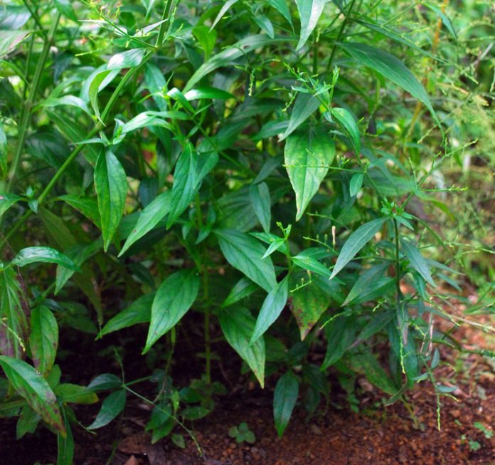 daun sambiloto daun sambiloto