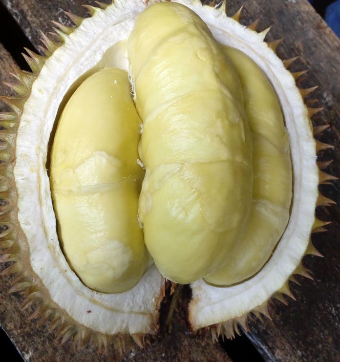 durian pandeglang durian pandeglang
