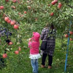 hirosaki apple park (Foto-en-aomori)