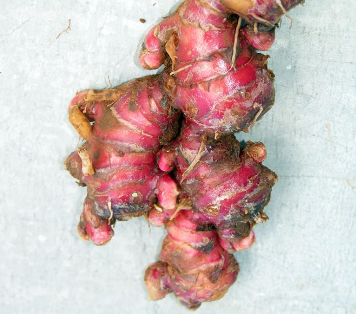 jahe merah jahe merah