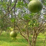 Ada Kebun Jeruk Bali Di Batam