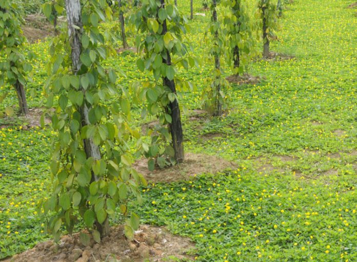 tanaman lada tanaman lada