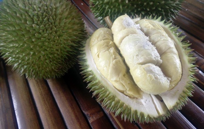 durio lowianus durio lowianus