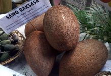 Buah Unik Durian Fiesta 2016 sawo raksasa