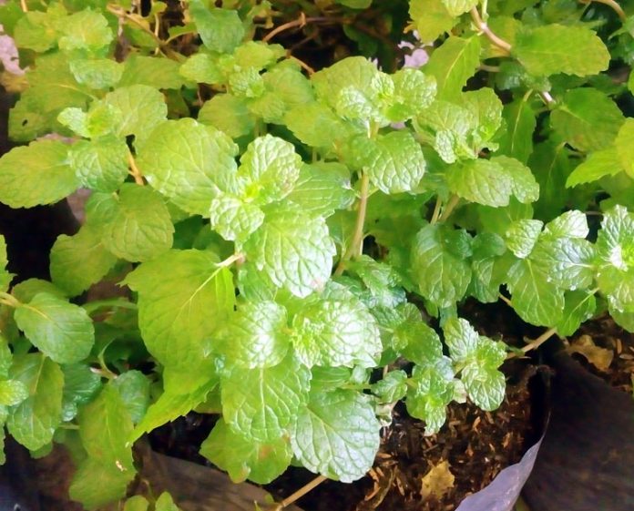 daun mint