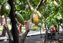 Ada Kampung Cokelat Blitar kampung cokelat blitar