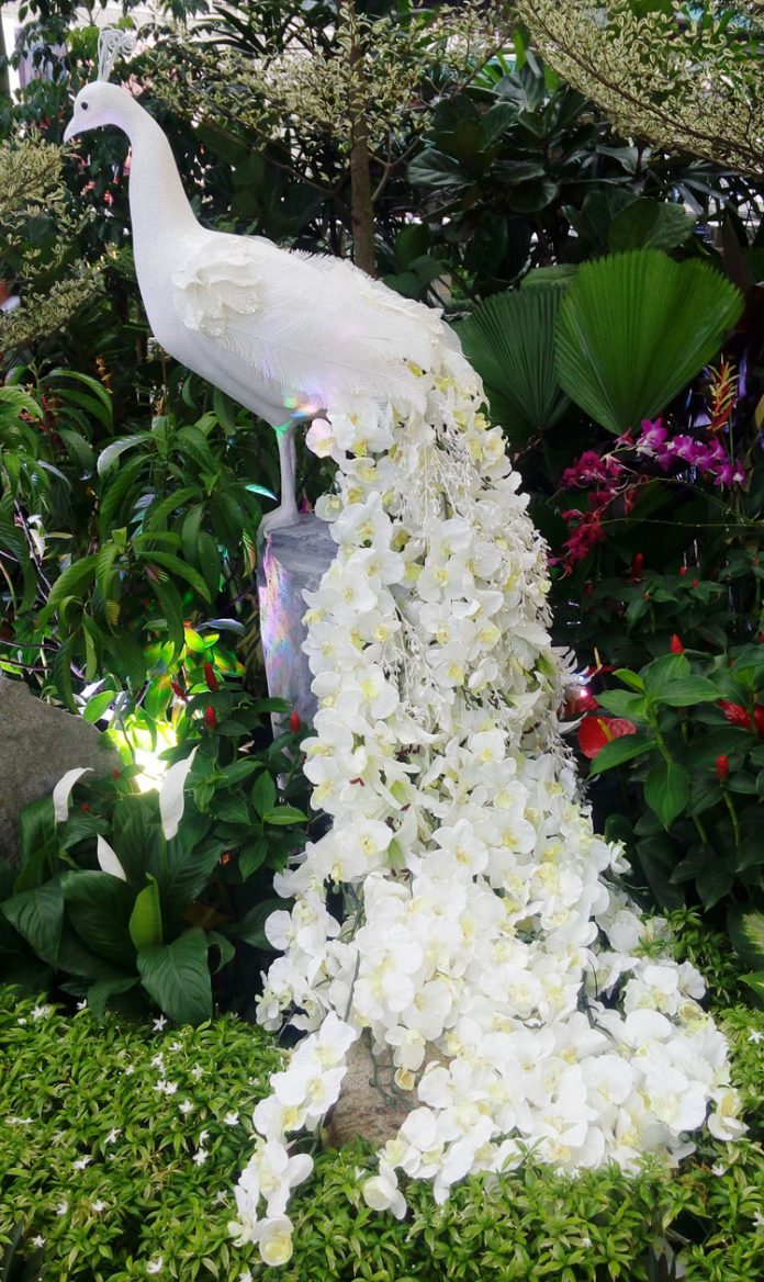 merak ekor anggrek