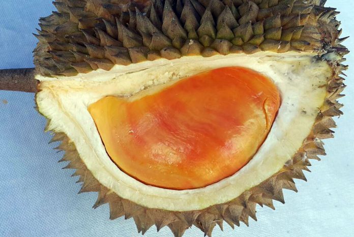 pesta durian 2016 pesta durian 2016