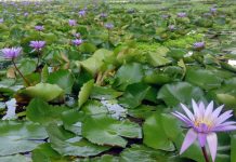 Bunga Teratai Art Science Museum kolam bunga teratai