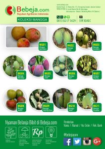 bibit buah