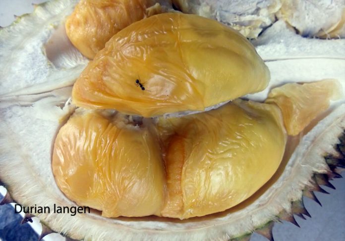 durian banjarnegara