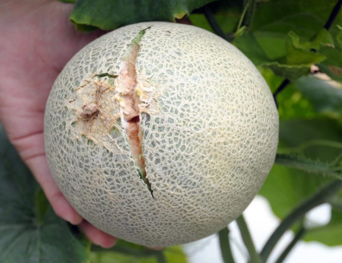 buah melon