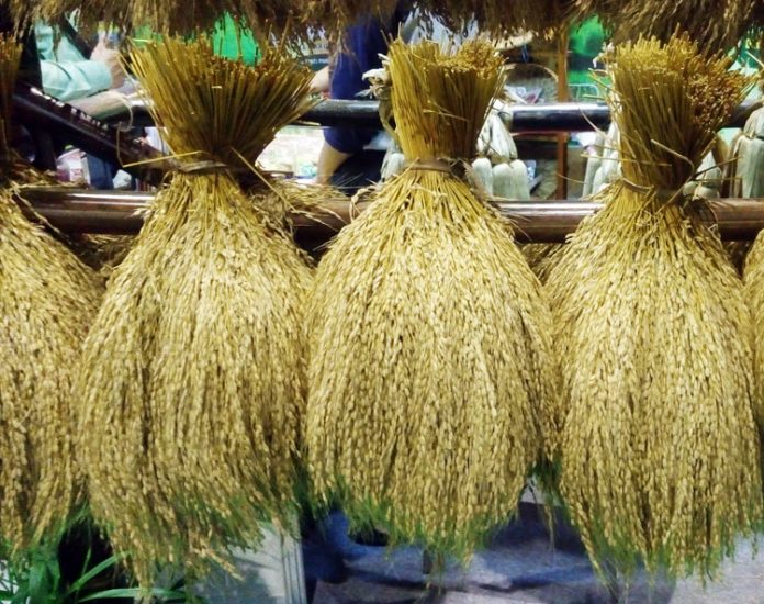 padi cimanuk padi cimanuk