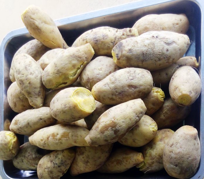 ubi jalar kuning