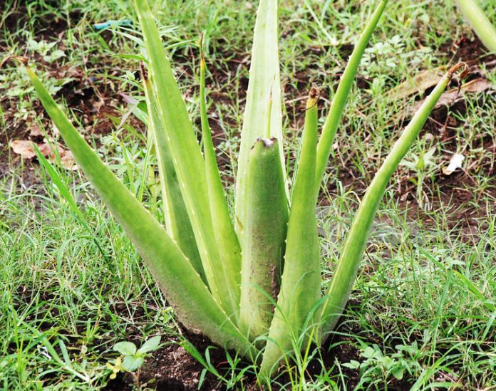 lidah buaya lidah buaya