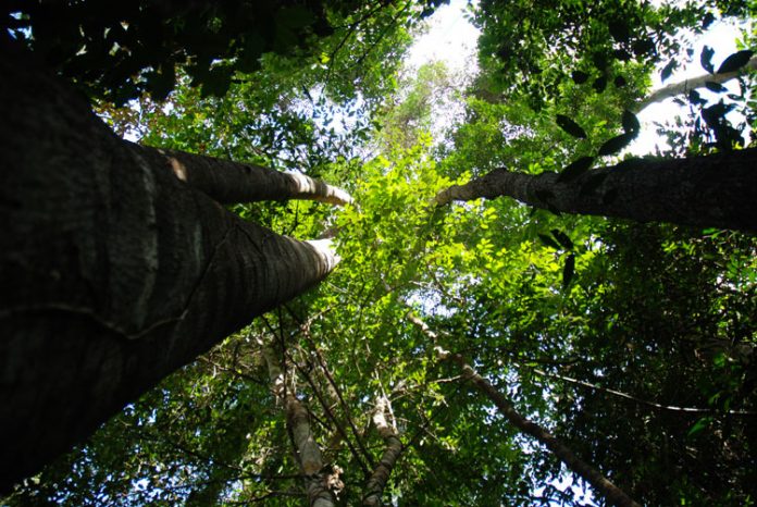 crown shyness