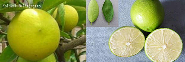 jeruk nipis jeruk nipis