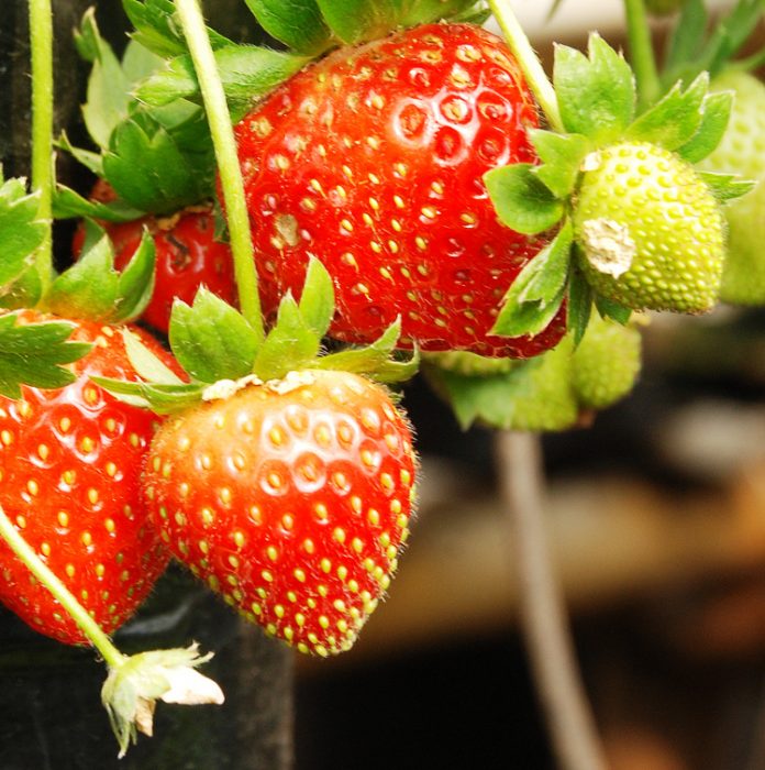stroberi stroberi