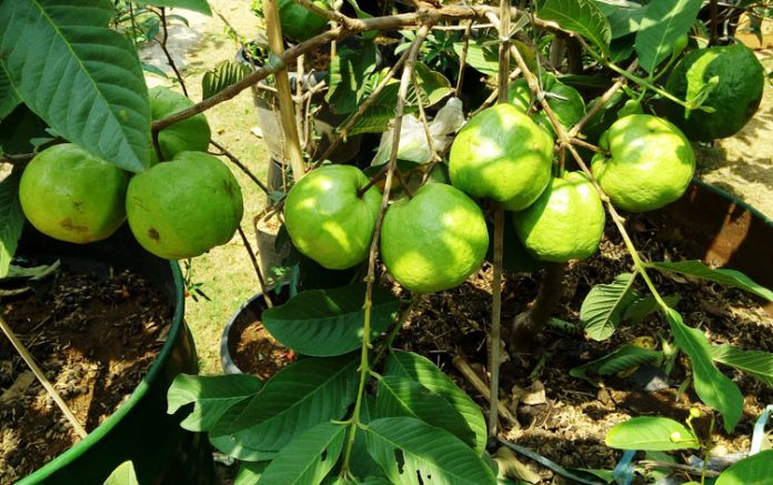 jambu batu