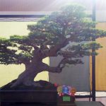 bonsai