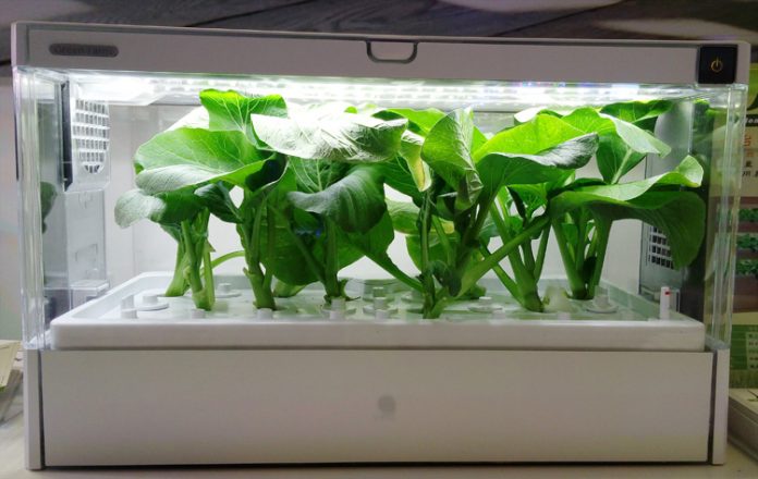 hidroponik hidroponik