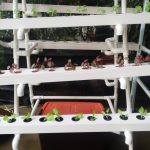 Instalasi Hidroponik (8): Model Staterkit NFT