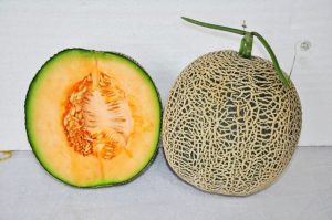 kontes melon