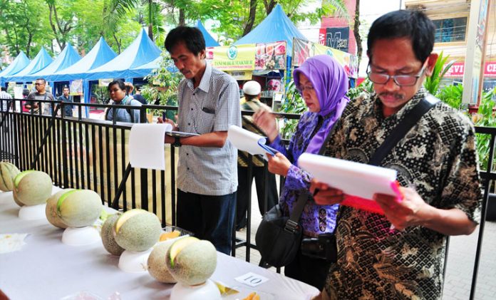 kontes melon kontes melon