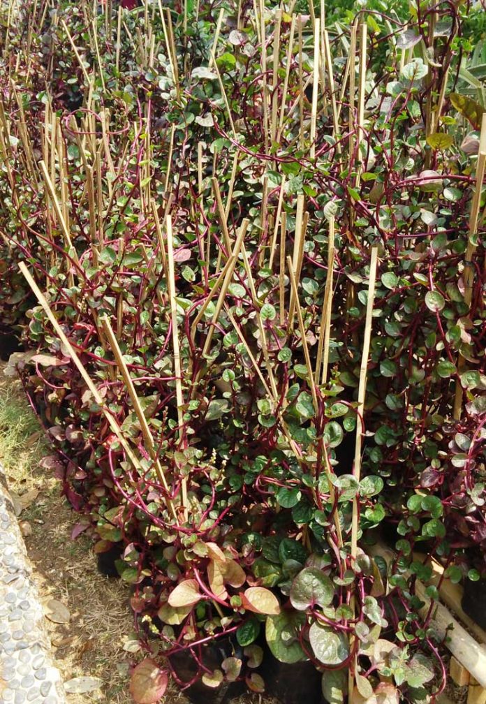 bayam rambat bayam rambat