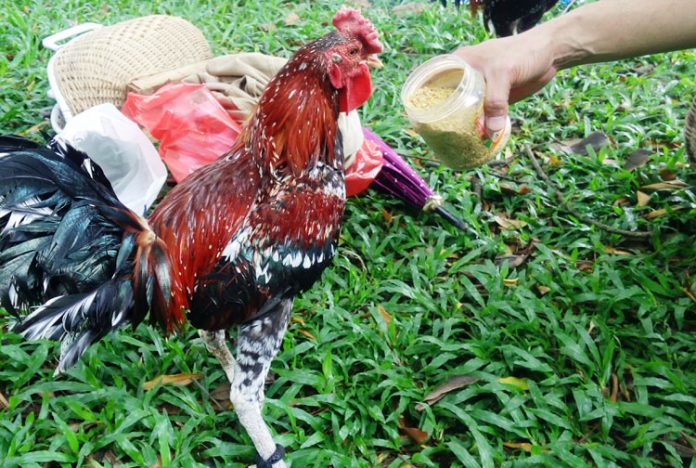 ayam ketawa ayam ketawa