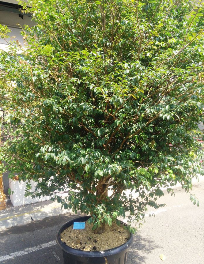 jaboticaba