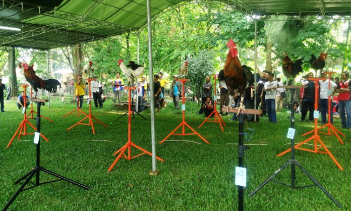 ayam ketawa ayam ketawa