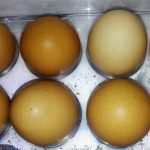 Fakta Kerabang Telur Cokelat Dan Putih